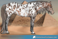 Horse Color:Brown Appaloosa  and Brown Appaloosa 