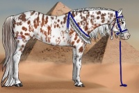 Horse Color:Brown Appaloosa  and Brown Appaloosa 