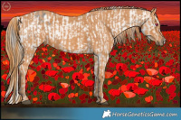 Horse Color:Brown Chinchilla Appaloosa  Brindle