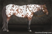 Horse Color:Brown Appaloosa  Brindle