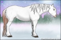 Horse Color:Brown Appaloosa Brindle
