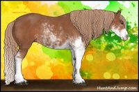 Horse Color:Chestnut Sabino Rabicano