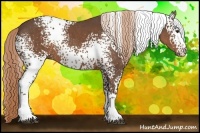 Horse Color:White Spotted Liver Chestnut Rabicano