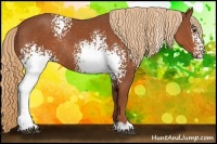 Horse Color:White Spotted Chestnut Rabicano