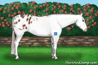 Horse Color:Brown Appaloosa  Brindle