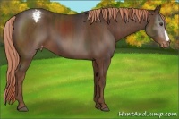 Horse Color:Liver Chestnut Appaloosa  Brindle