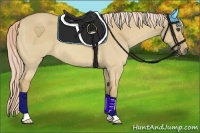 Horse Color:Palomino Dun