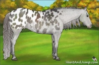 Horse Color:Grullo Appaloosa Brindle