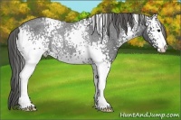Horse Color:White Spotted Blue Roan Appaloosa Rabicano