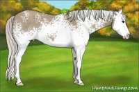 Horse Color:White Spotted Silver Smoky Grullo Sabino Splash