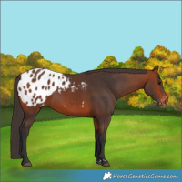 Horse Color:Brown Appaloosa  Brindle