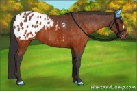 Horse Color:Brown Appaloosa  Brindle