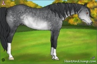 Horse Color:Brown Chinchilla