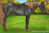 Horse Color:Liver Chestnut Rabicano 