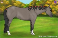 Horse Color:Grullo 
