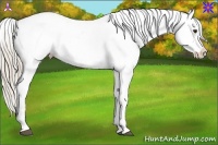 Horse Color:Palomino Splash Appaloosa 