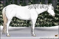 Horse Color:Chestnut Pearl Tobiano Appaloosa Rabicano 