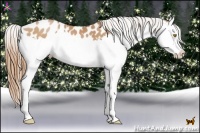 Horse Color:Bay Pearl Splash Appaloosa 