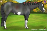 Horse Color:Black Splash Frame 