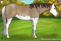 Horse Color:Classic Champagne Splash