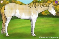 Horse Color:Plaid Red Dun Splash