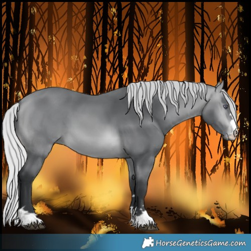 Horse Color:Silver Brown Chinchilla  Brindle