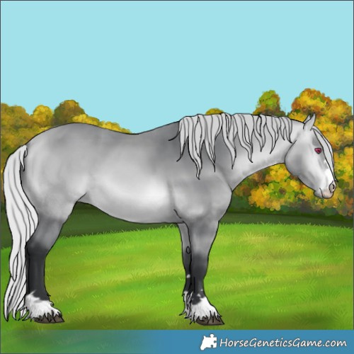 Horse Color:Silver Brown Chinchilla  Brindle