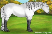 Horse Color:Silver Brown Chinchilla  Brindle