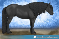 Horse Color:Black 