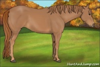 Horse Color:Chestnut Rabicano 
