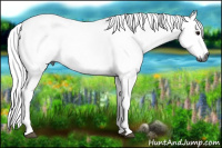 Horse Color:Gray Bay Rabicano 