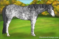 Horse Color:White Spotted Black 