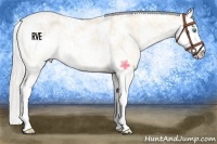Horse Color:Cremello Sabino  Brindle