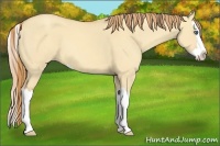 Horse Color:Gold Champagne Dun Splash 