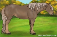 Horse Color:Chocolate Palomino 