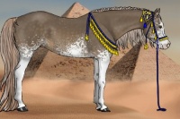 Horse Color:White Spotted Chocolate Palomino 