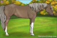 Horse Color:Chocolate Palomino 