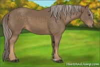 Horse Color:Chocolate Palomino 