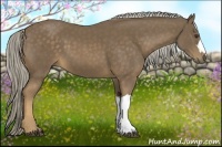 Horse Color:Chocolate Palomino 