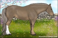 Horse Color:Chocolate Palomino 