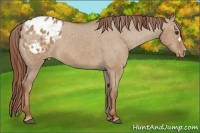 Horse Color:Red Dun Appaloosa