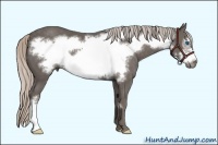 Horse Color:Silver Black Frame 