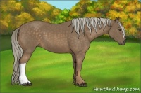 Horse Color:Chocolate Palomino 