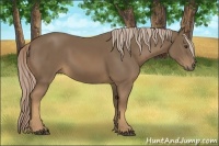 Horse Color:Chocolate Palomino