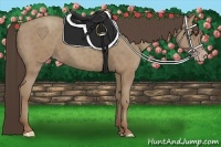 Horse Color:Classic Champagne 