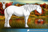 Horse Color:White Spotted Chocolate Palomino Splash Appaloosa 