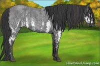 Horse Color:White Spotted Blue Roan Rabicano  Brindle