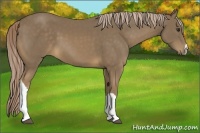 Horse Color:Chocolate Palomino 