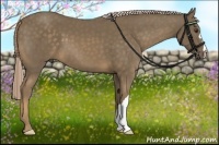 Horse Color:Chocolate Palomino 