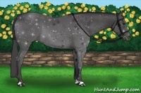 Horse Color:Smoky Black 
